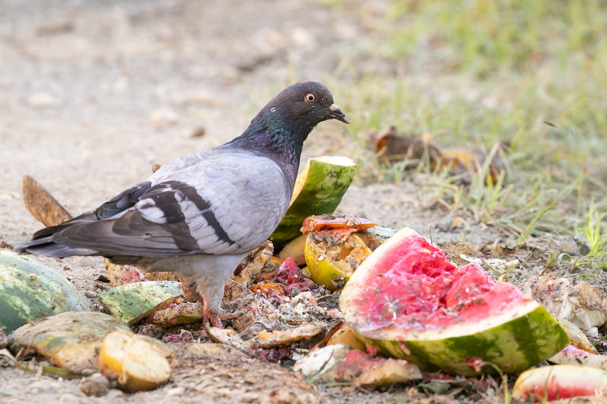 Rock Pigeon (Feral Pigeon) - ML446818391
