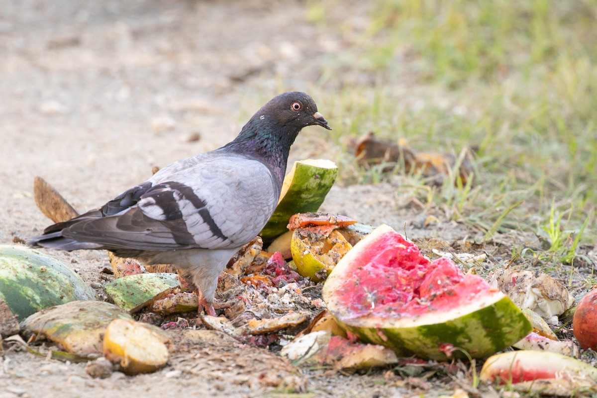 Rock Pigeon (Feral Pigeon) - ML446818401