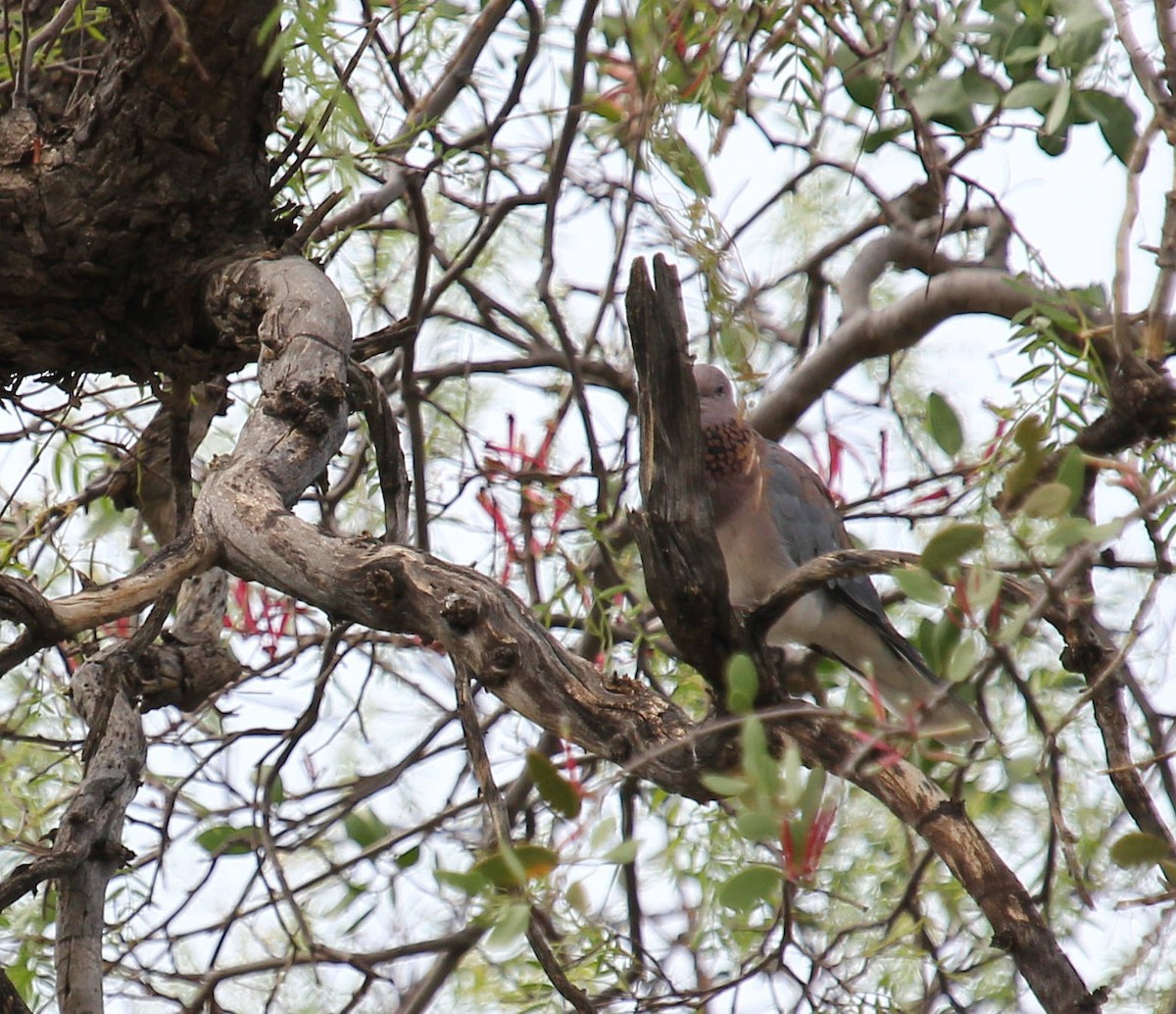 Tórtola Senegalesa - ML44681841