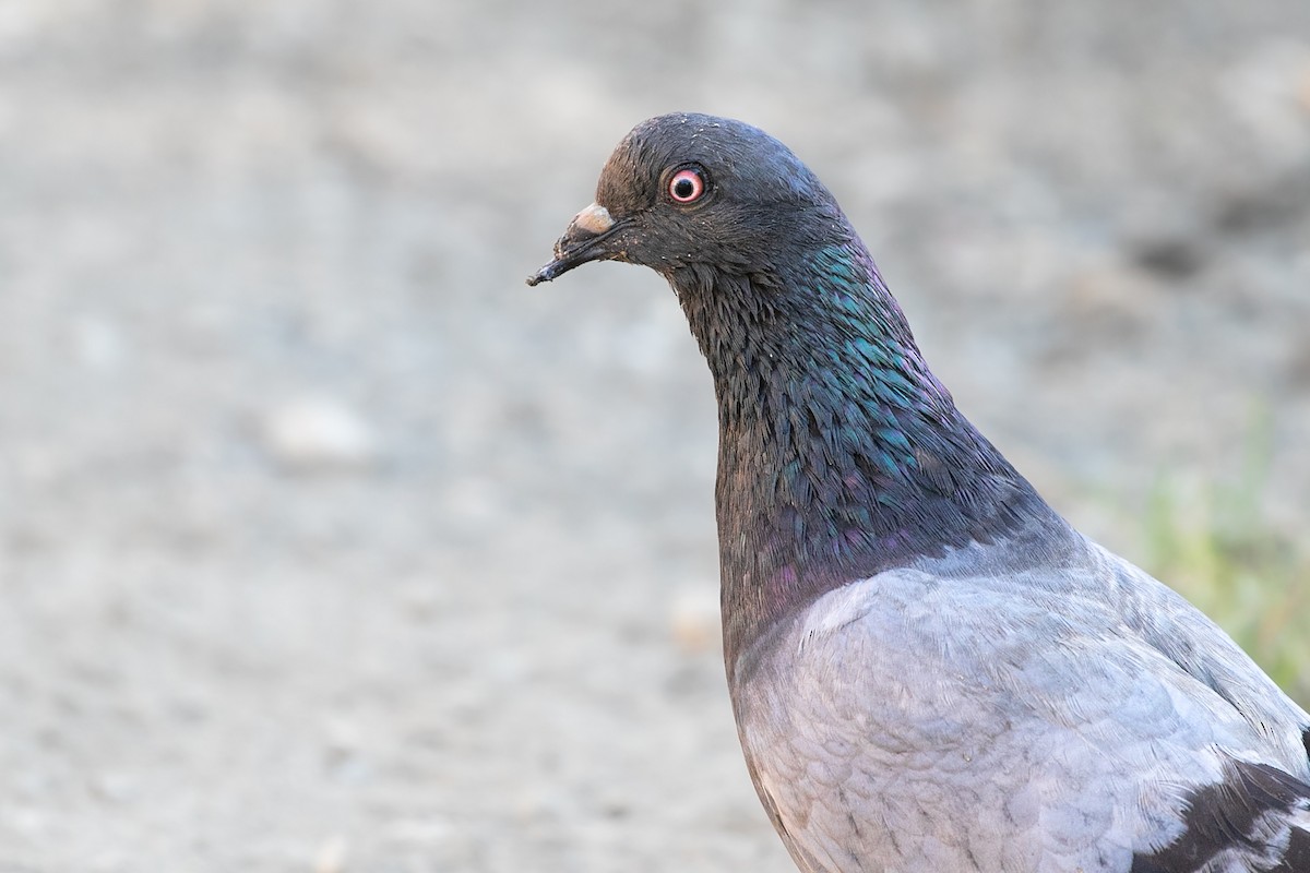 Rock Pigeon (Feral Pigeon) - ML446818481