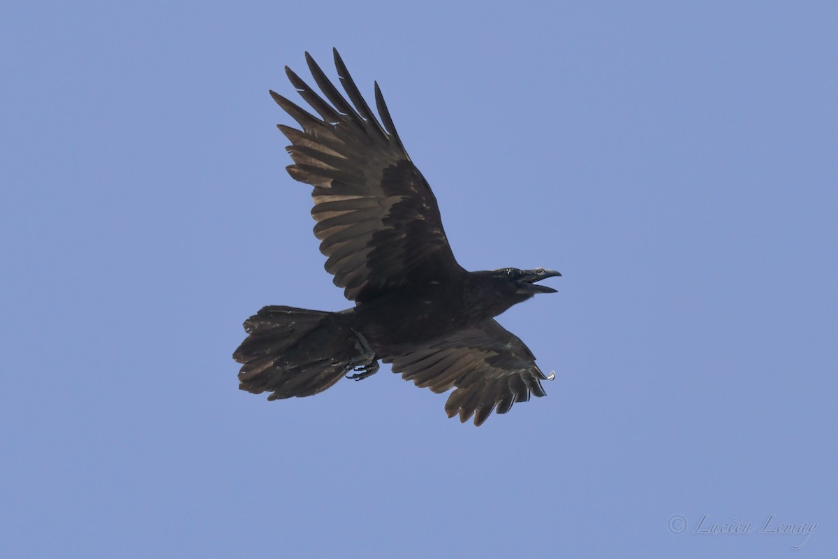 Common Raven - ML446818491