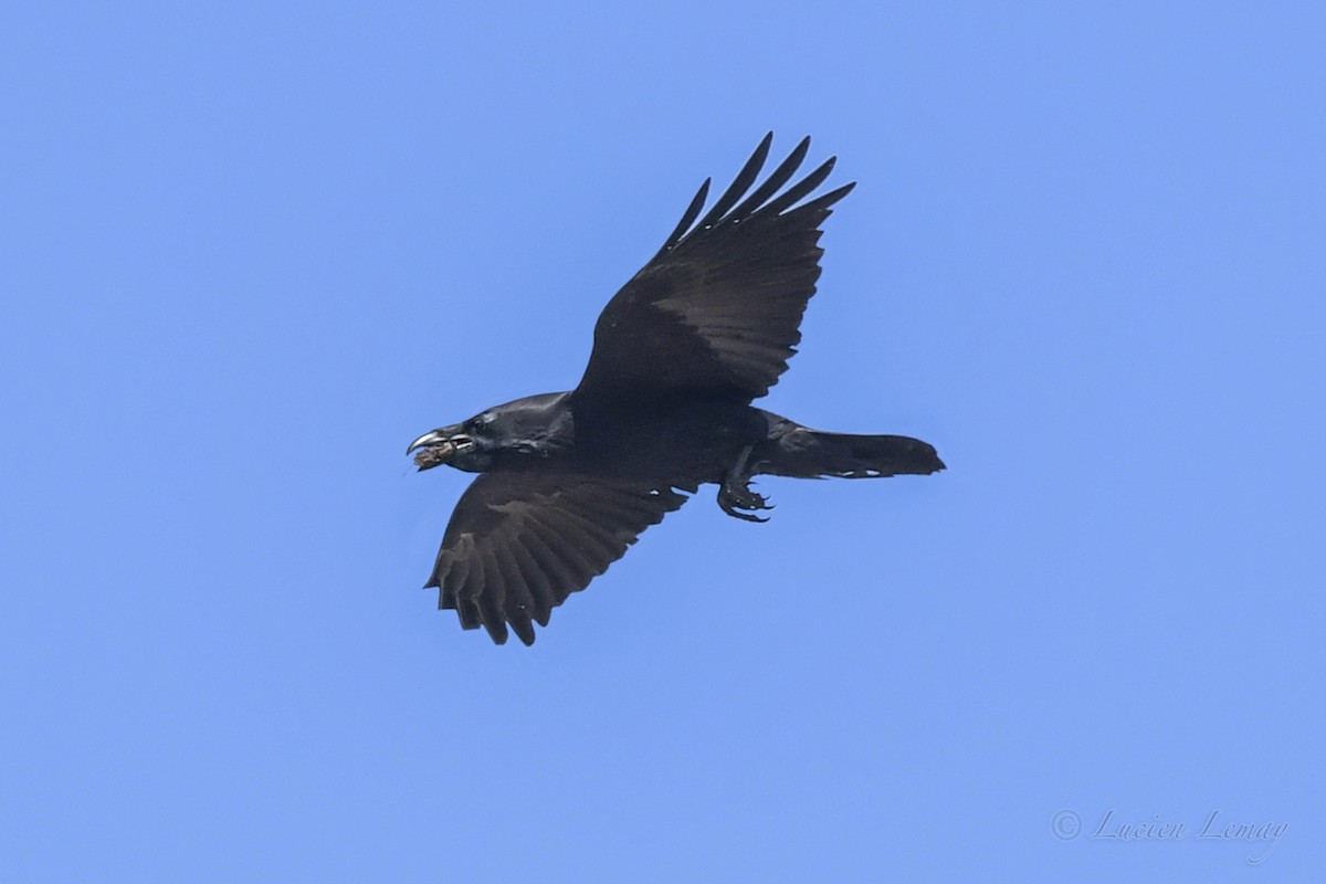 Common Raven - ML446818581