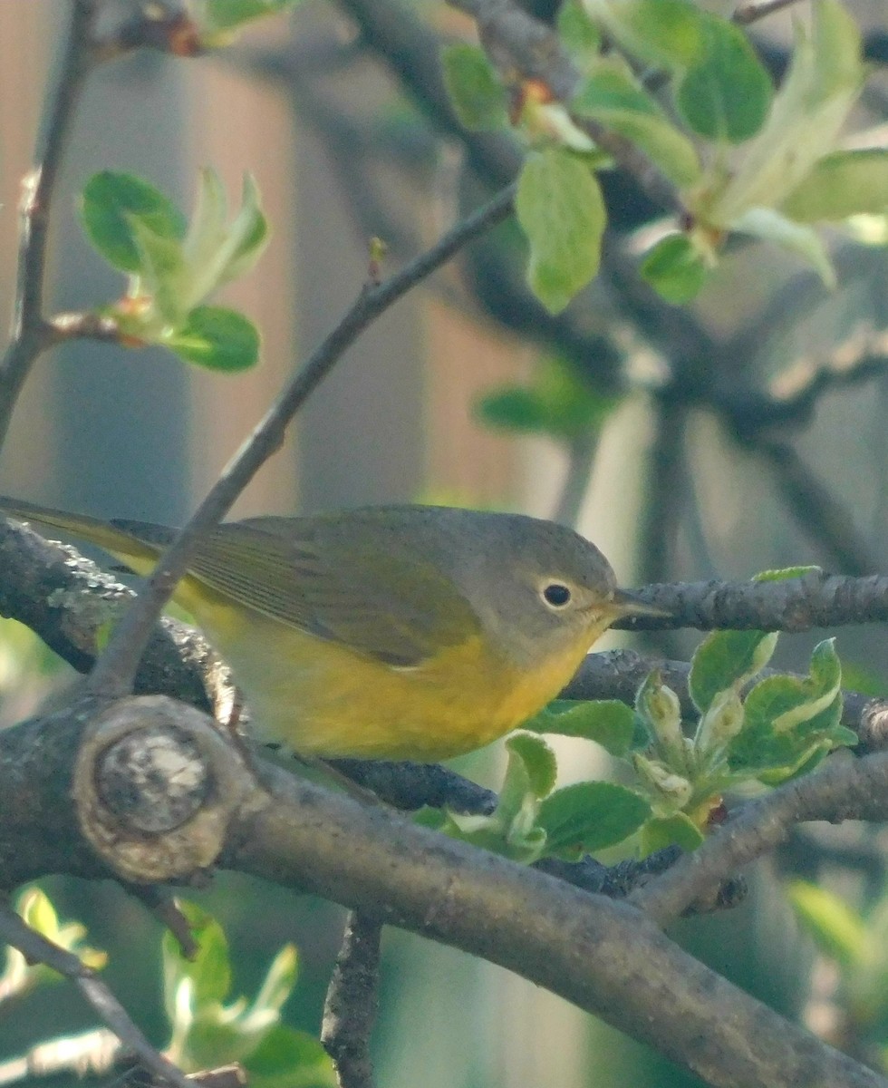 Nashville Warbler - Larissa Neumann