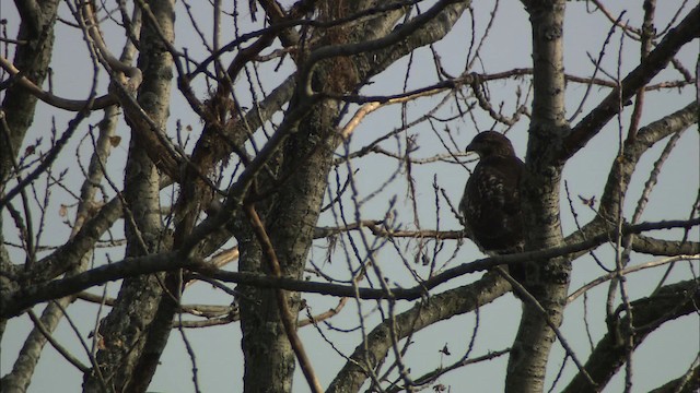 Red-tailed Hawk - ML446819