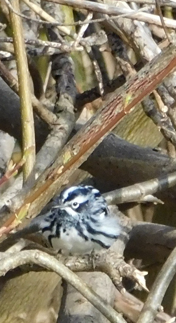 Black-and-white Warbler - ML446819331
