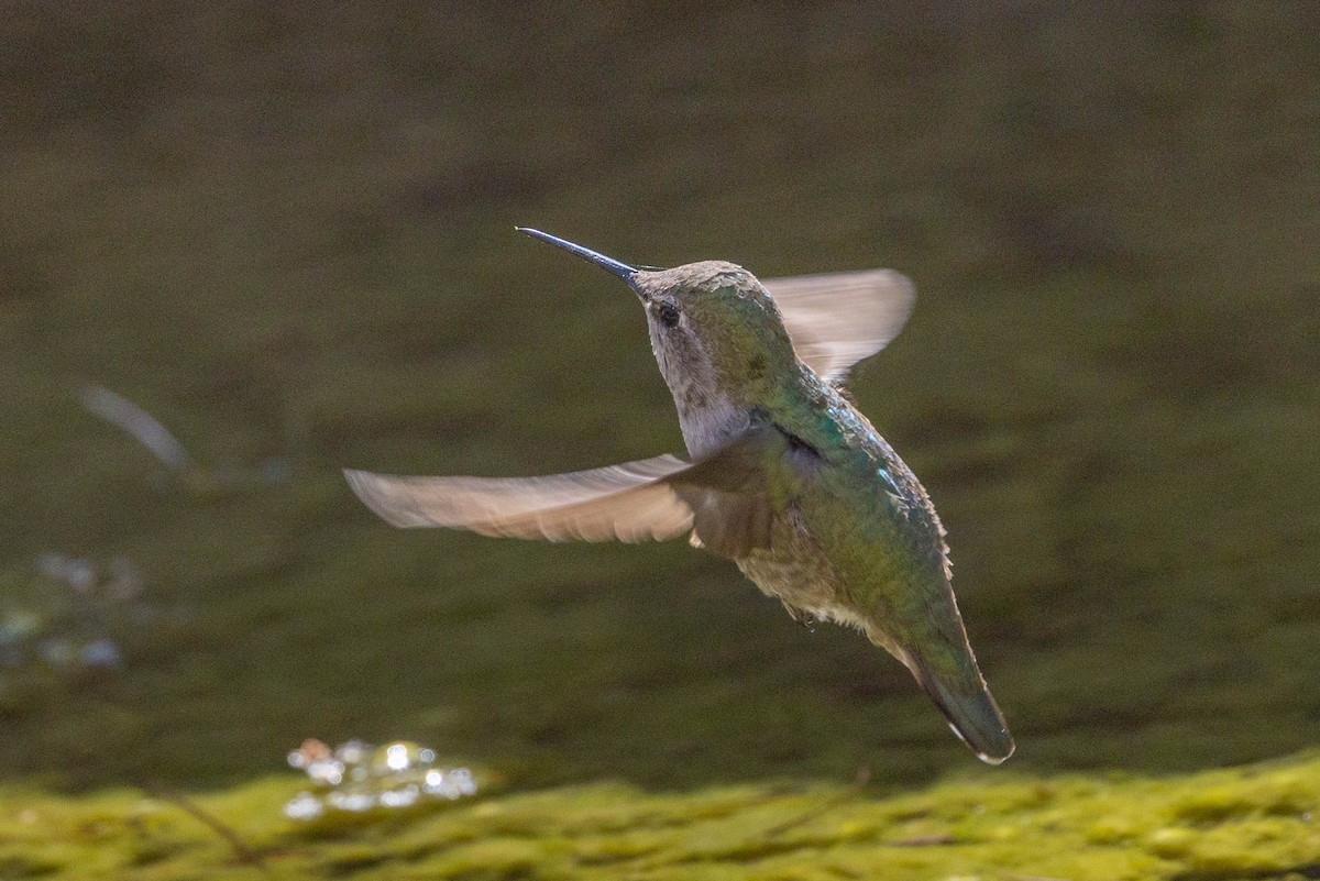 Broad-tailed Hummingbird - Linda McNulty
