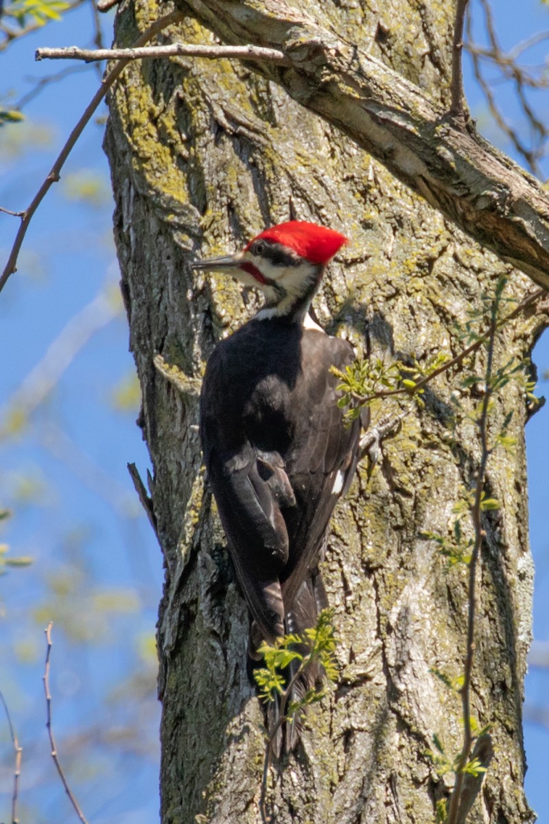Pileated Woodpecker - ML446820971