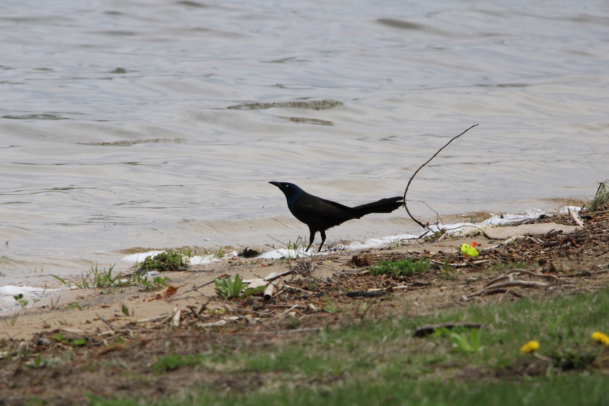 Common Grackle - ML446821211