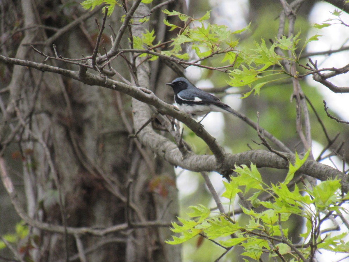 Black-throated Blue Warbler - John Coyle