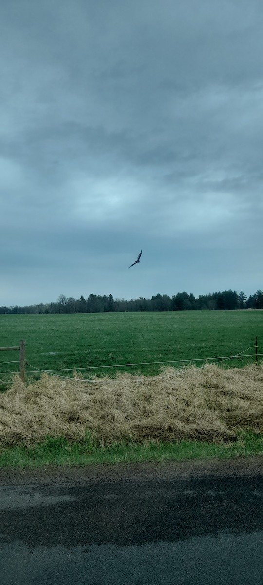 Turkey Vulture - ML446823451