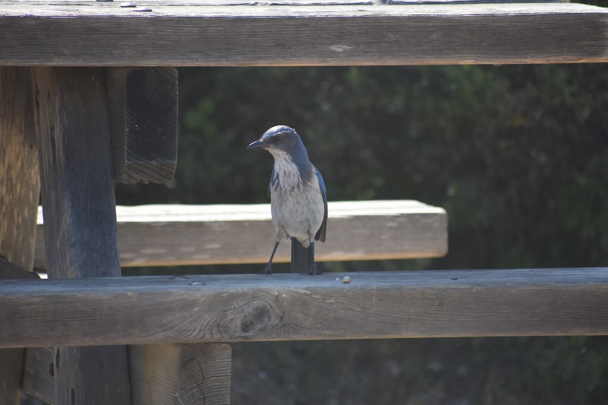 California Scrub-Jay - ML446824941