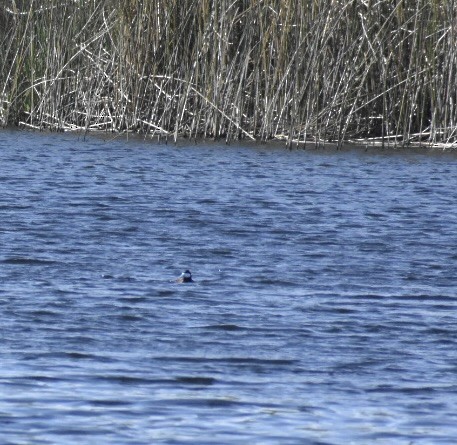 Ruddy Duck - ML446825751