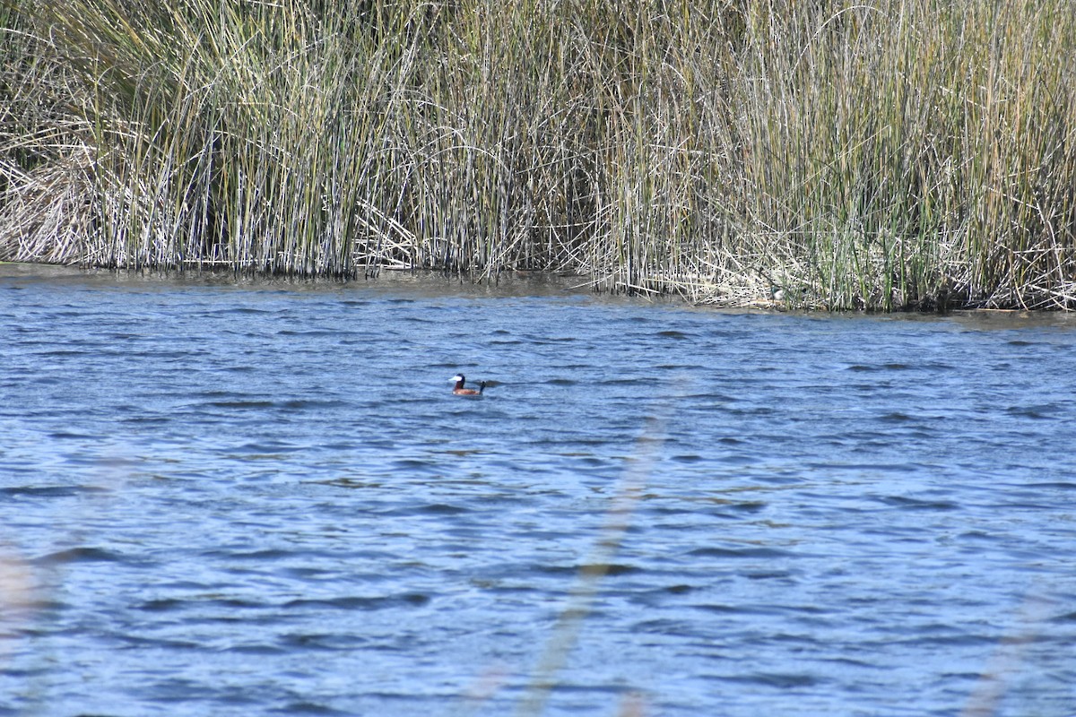 Érismature rousse - ML446825901