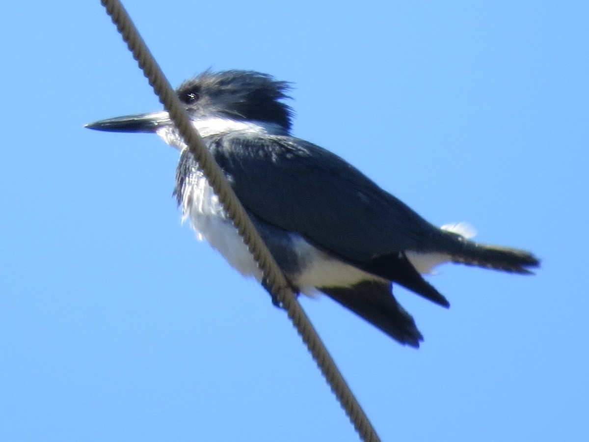 Martin-pêcheur d'Amérique - ML446826301