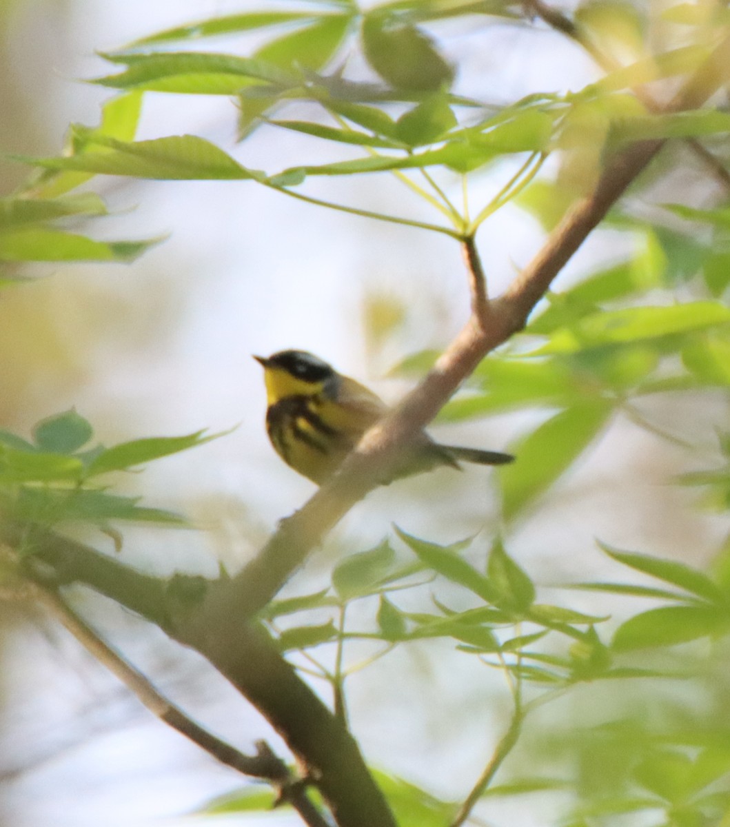 Magnolia Warbler - ML446826791