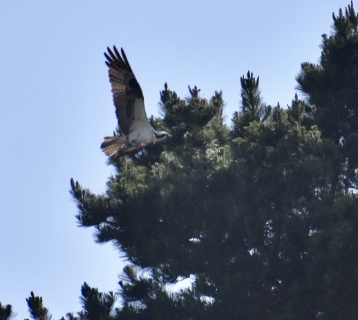 Osprey - Larry Langstaff