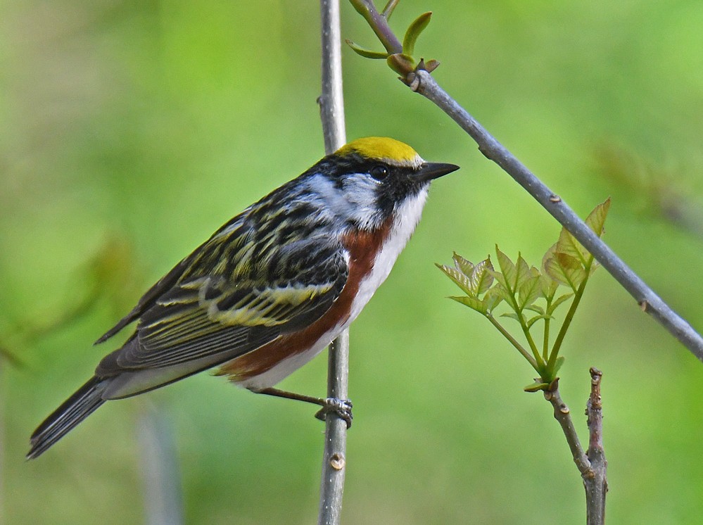 Chestnut-sided Warbler - ML446827011