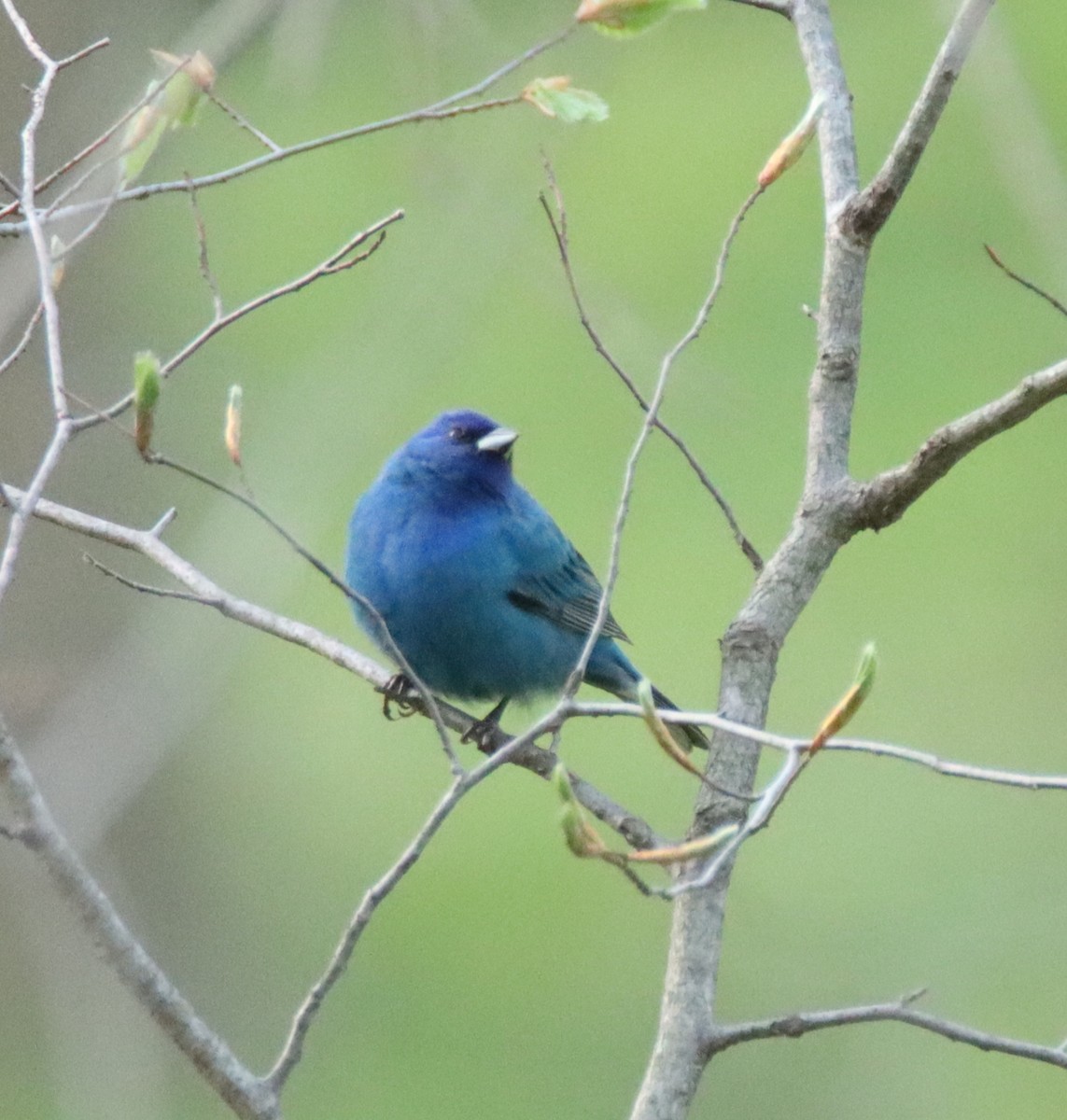 Indigo Bunting - David Lehner