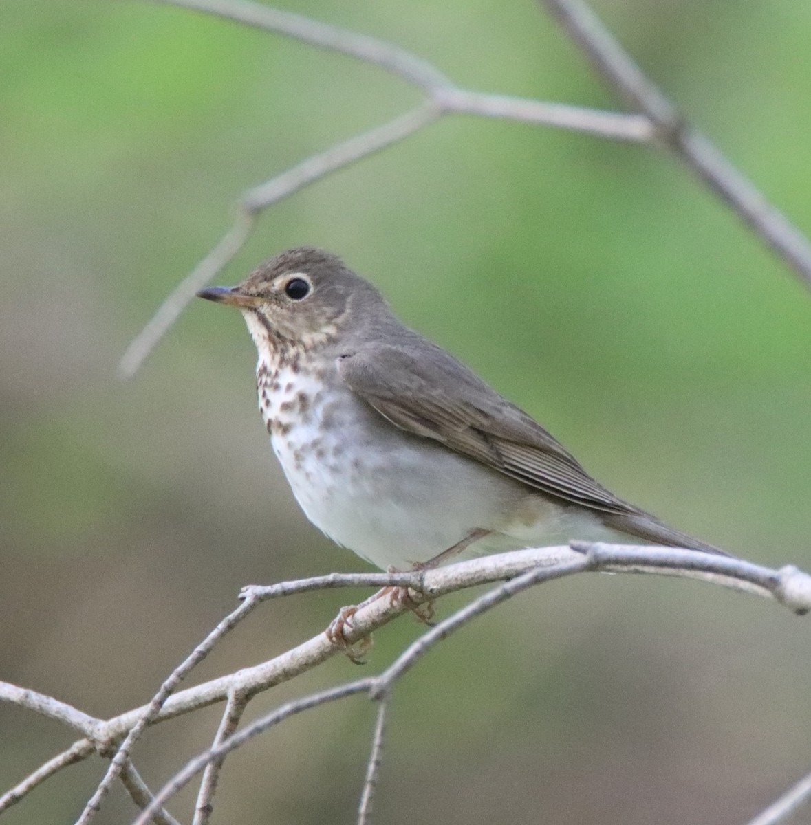 Swainson's Thrush - ML446828001