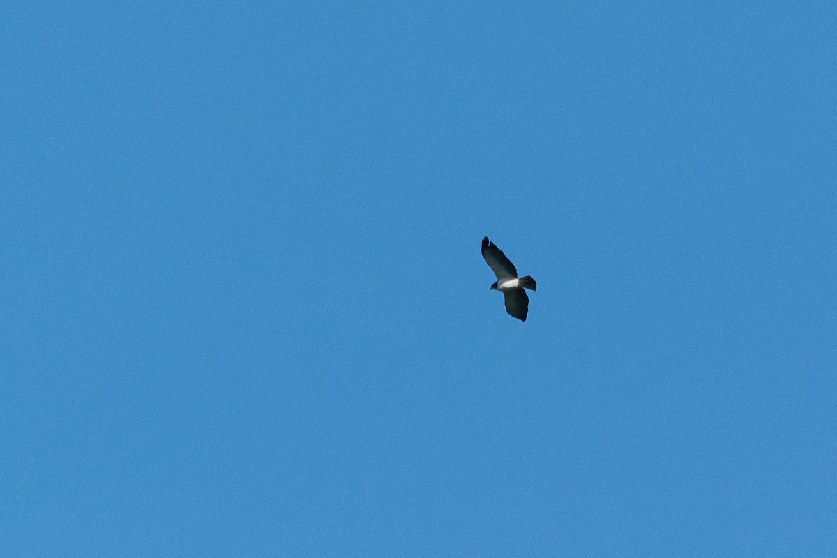 káně krátkoocasá - ML446828591