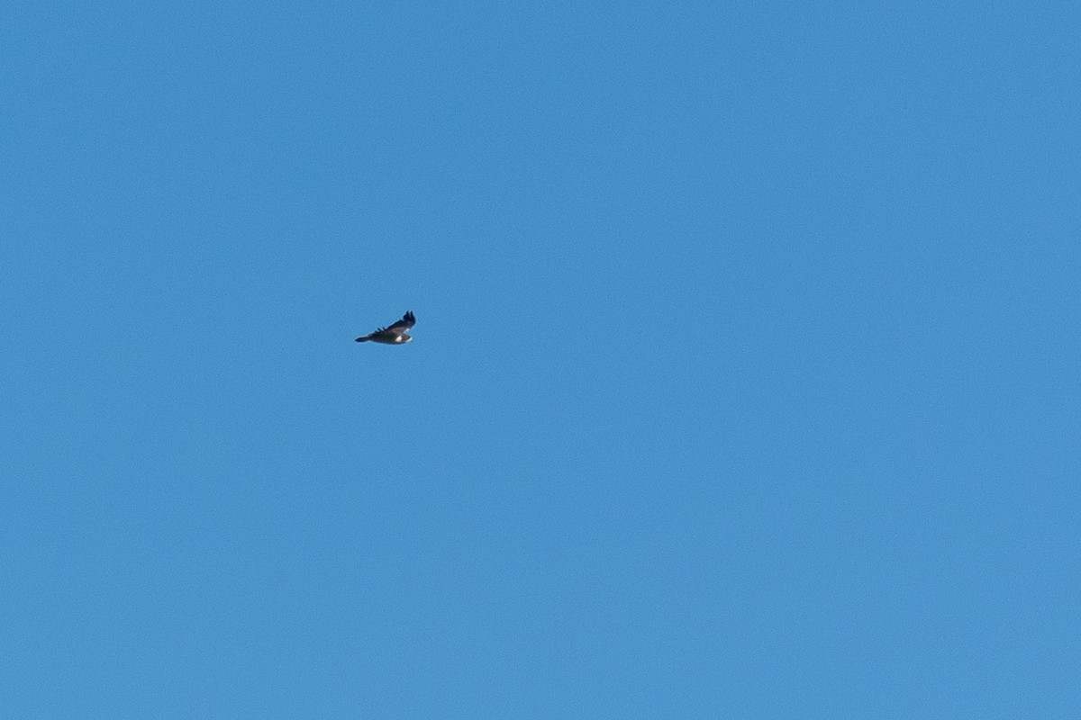 Short-tailed Hawk - ML446828601