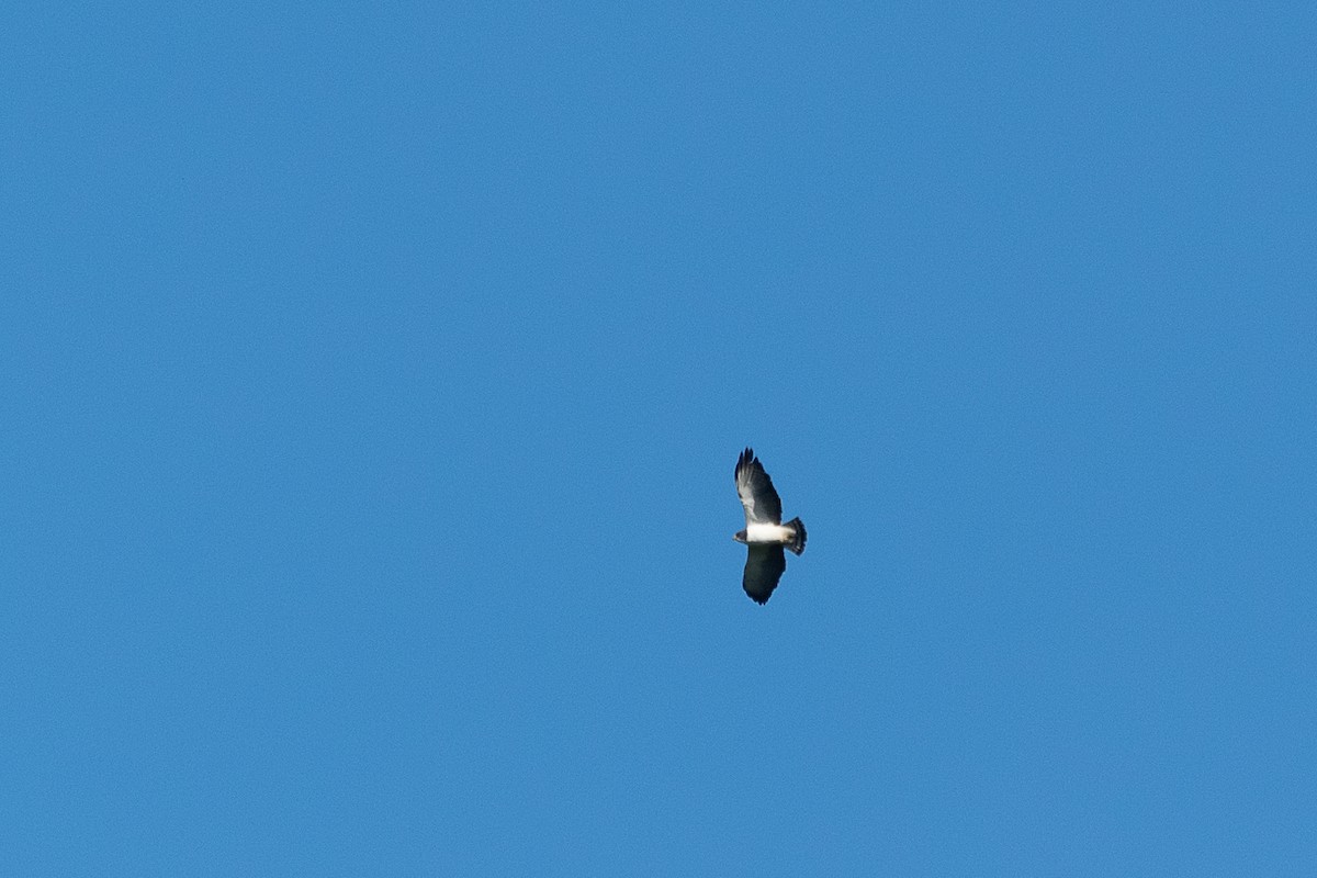 Short-tailed Hawk - ML446828611