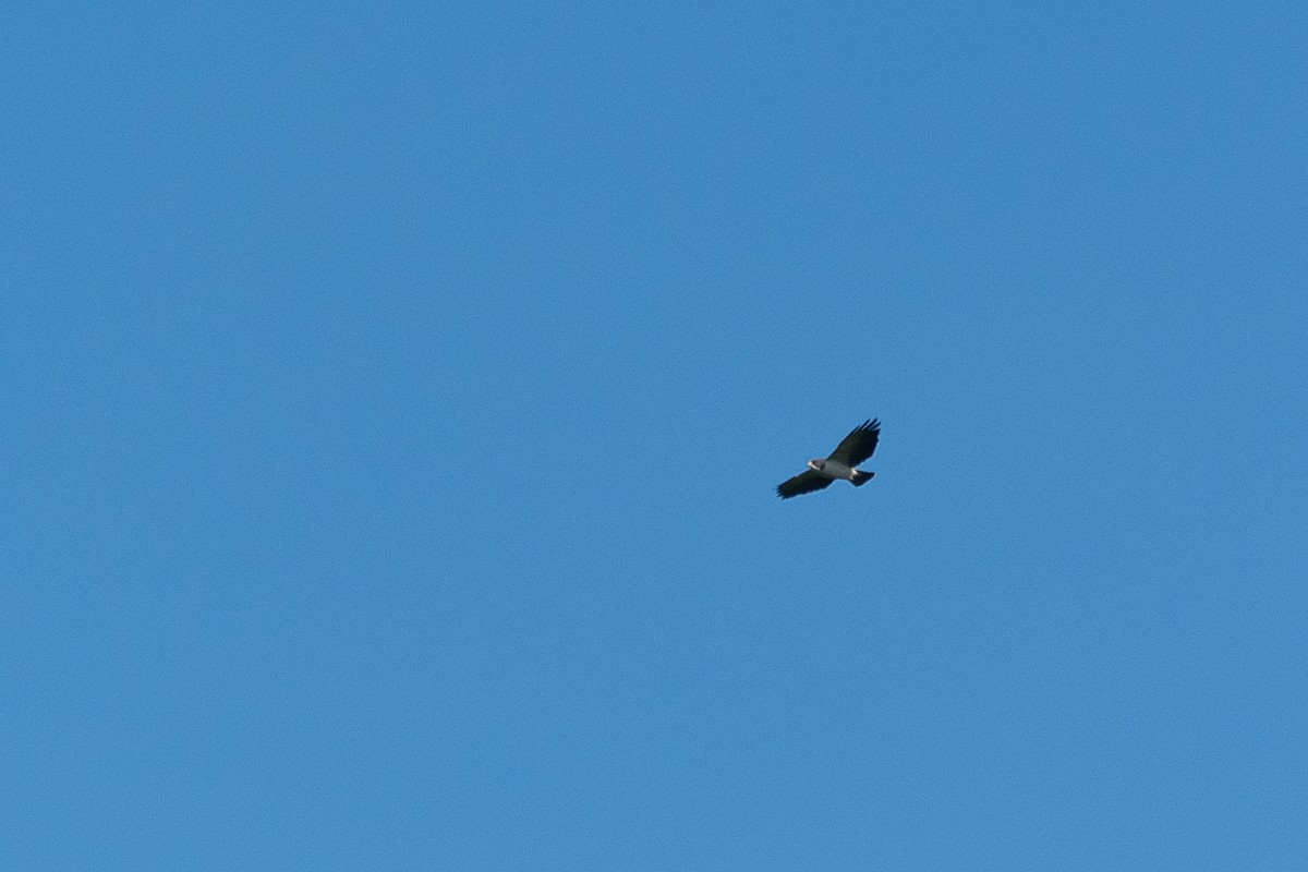 Short-tailed Hawk - Joel Martinez