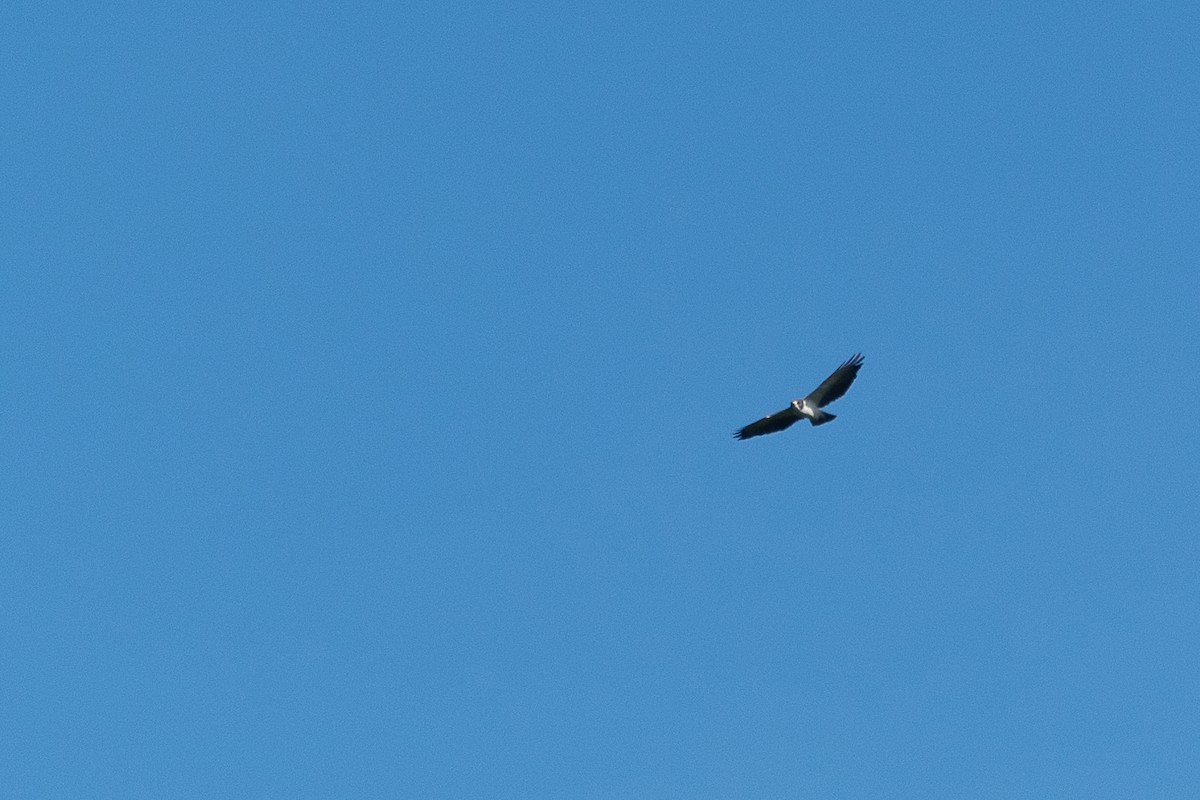 káně krátkoocasá - ML446828631