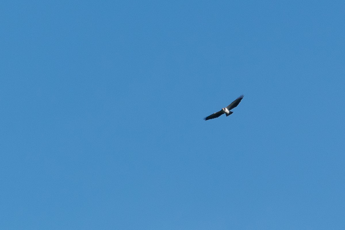 Short-tailed Hawk - ML446828641