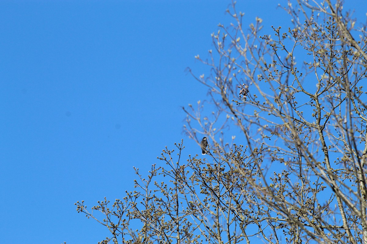 Eastern Kingbird - ML446829571