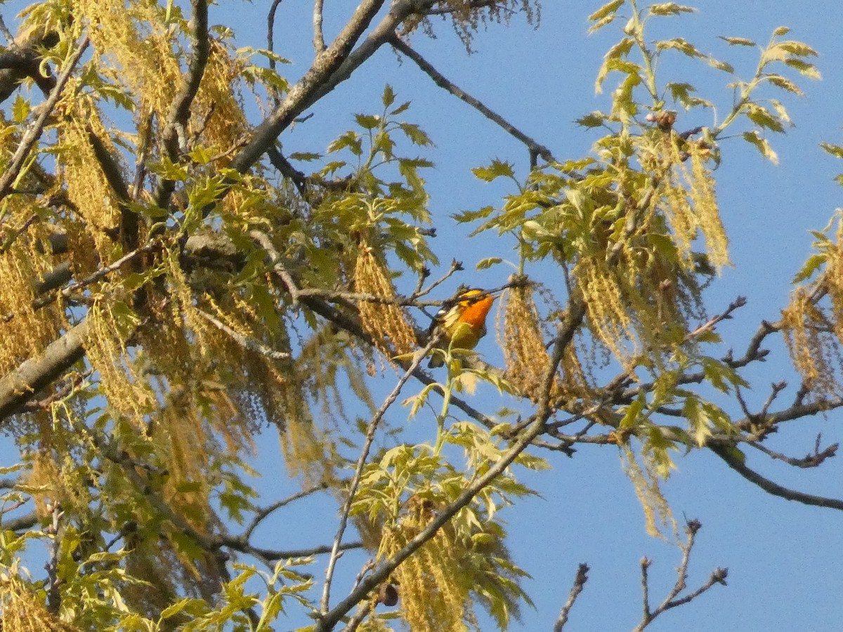 Blackburnian Warbler - ML446830281