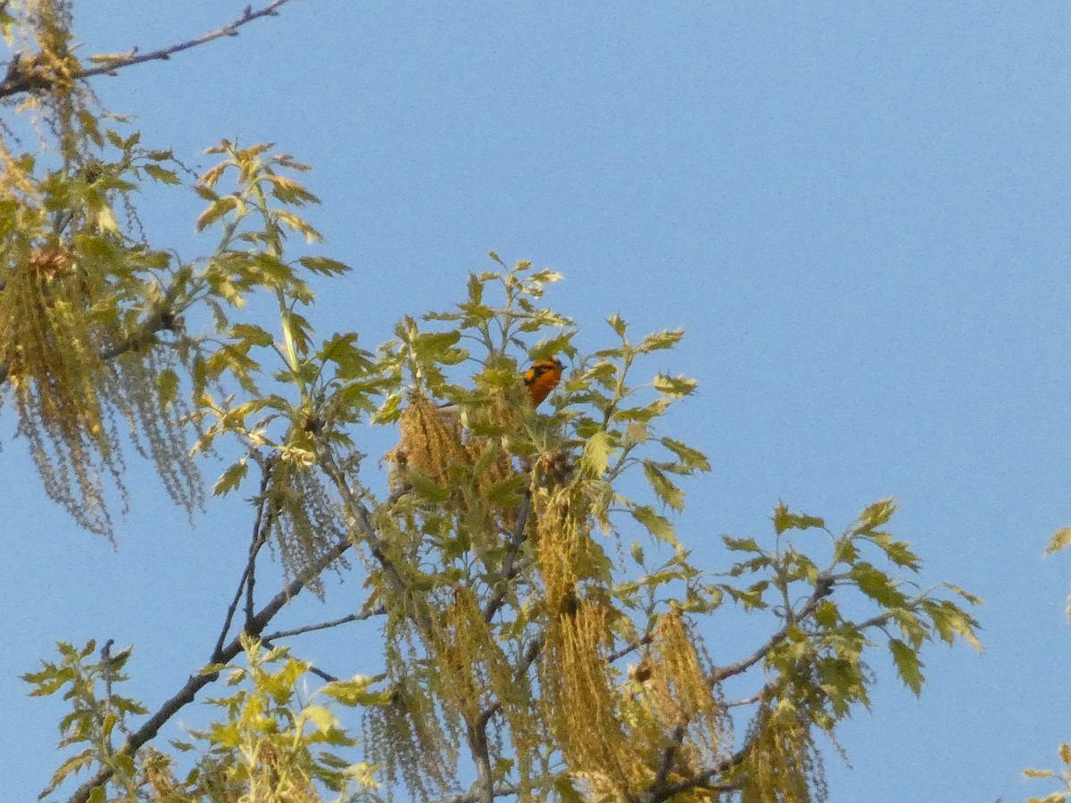 Blackburnian Warbler - John Landon