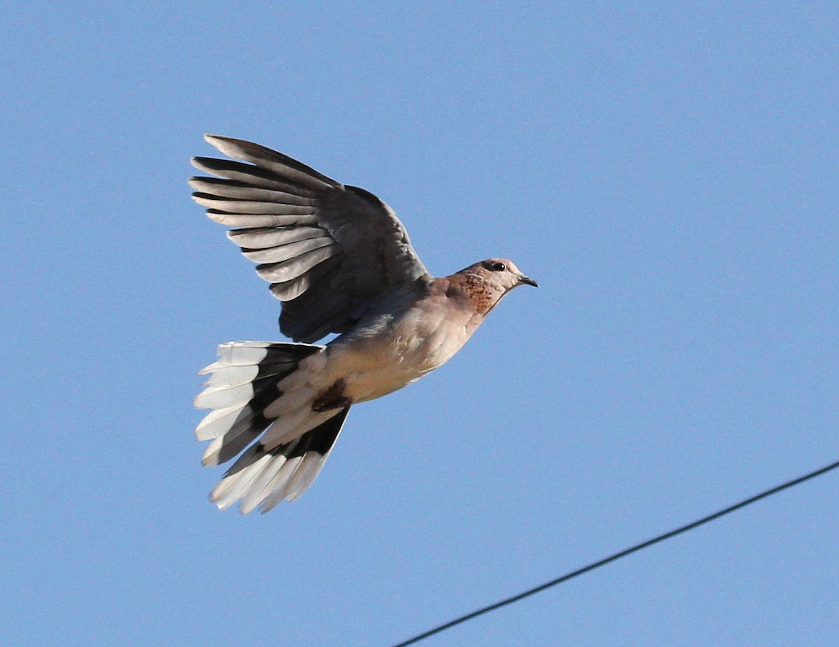 Tórtola Senegalesa - ML44683031