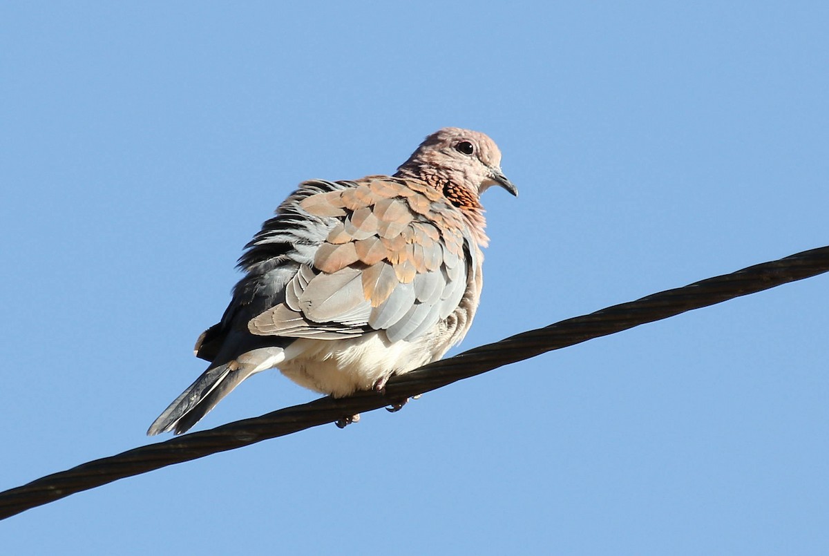 Tórtola Senegalesa - ML44683041