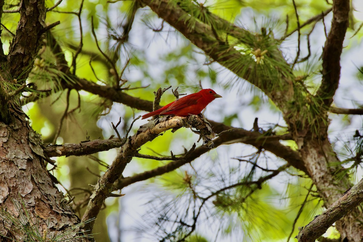 Summer Tanager - ML446830581