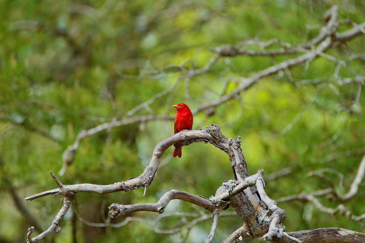 Summer Tanager - ML446830591