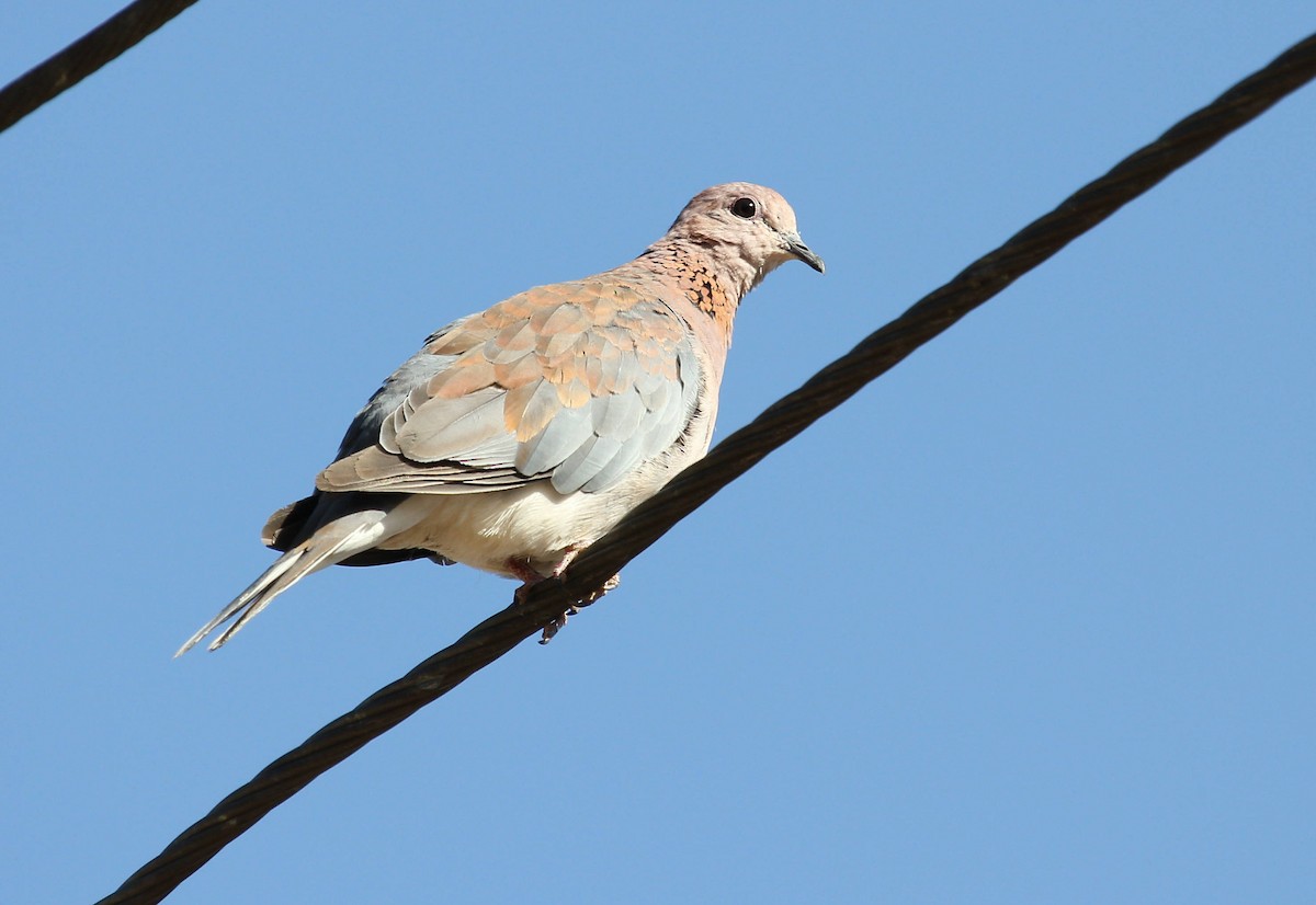 Laughing Dove - Andrey Vlasenko