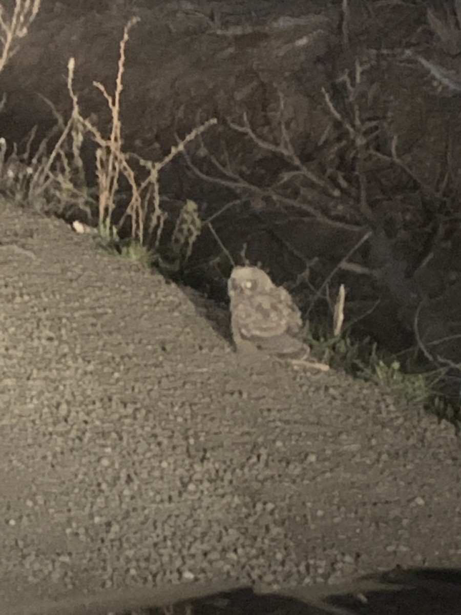 Great Horned Owl - ML446834581