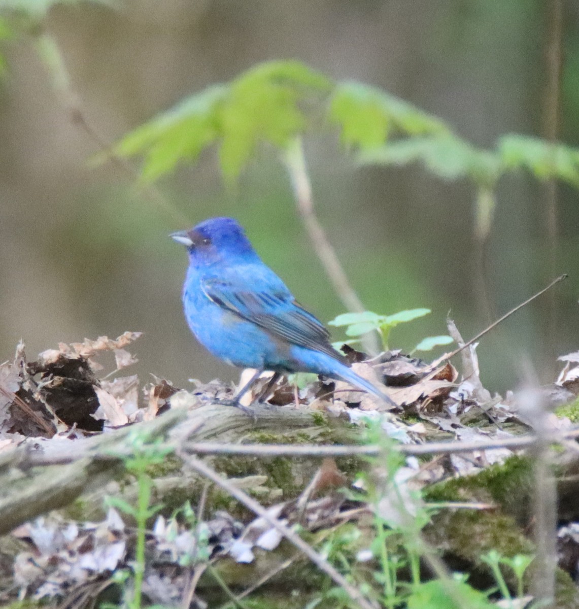 Indigo Bunting - David Lehner