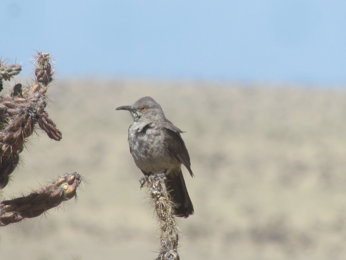 Curve-billed Thrasher - ML446836981