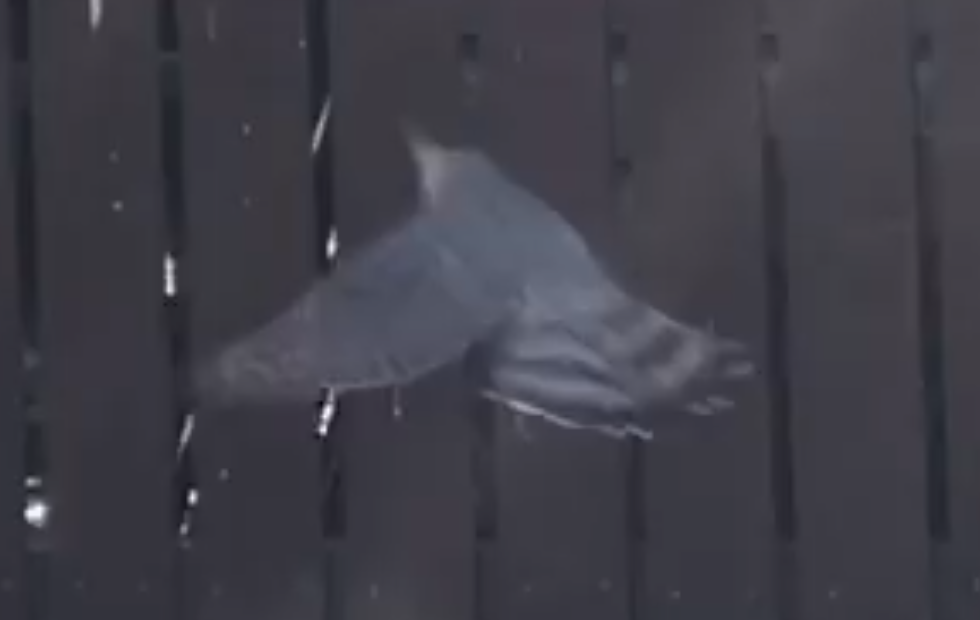 Cooper's Hawk - ML446836991