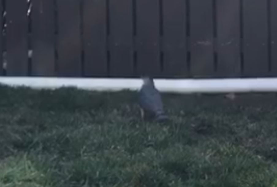 Cooper's Hawk - ML446837001