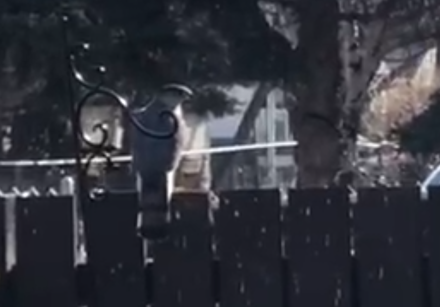 Cooper's Hawk - ML446837011