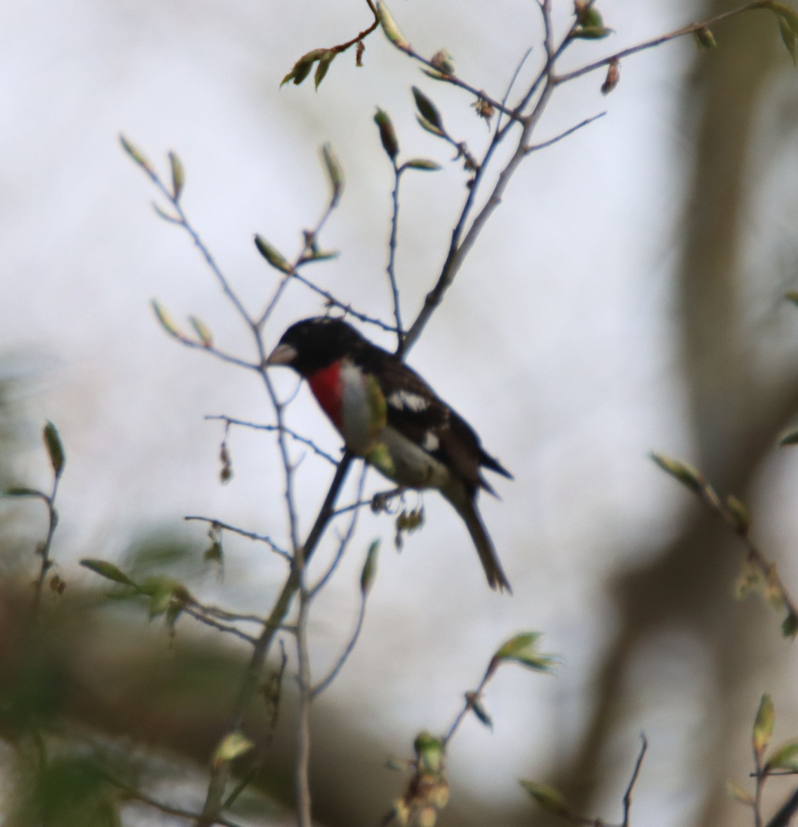 Rose-breasted Grosbeak - David Lehner