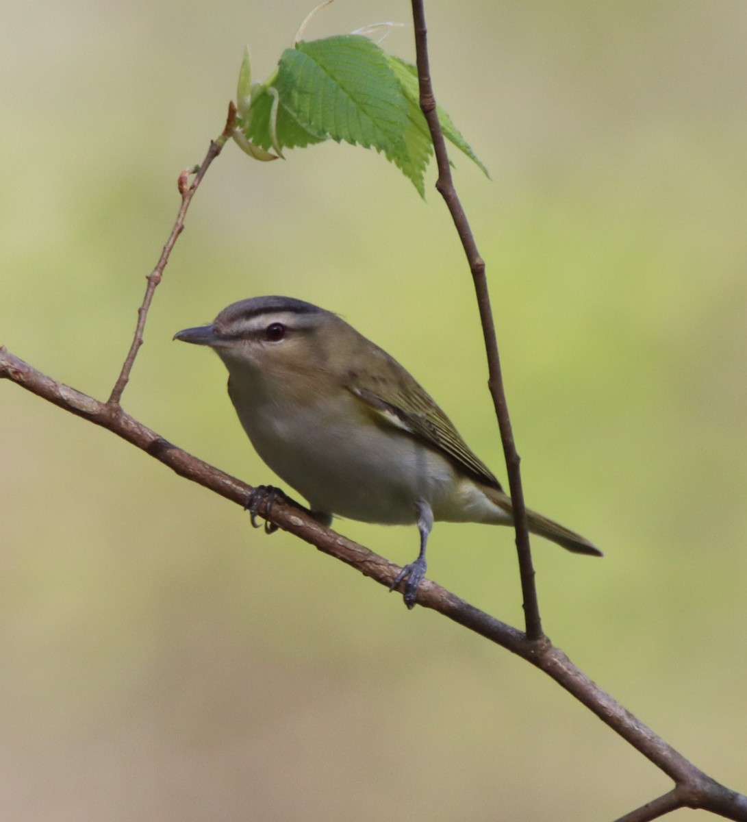 Red-eyed Vireo - ML446837801