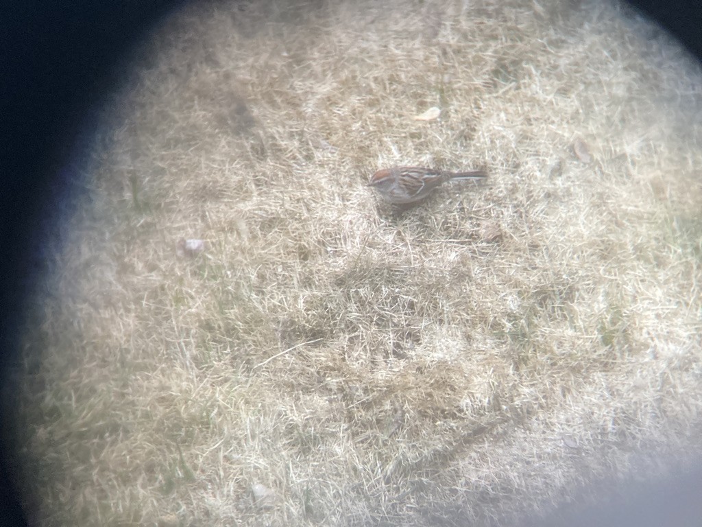 American Tree Sparrow - ML446838301