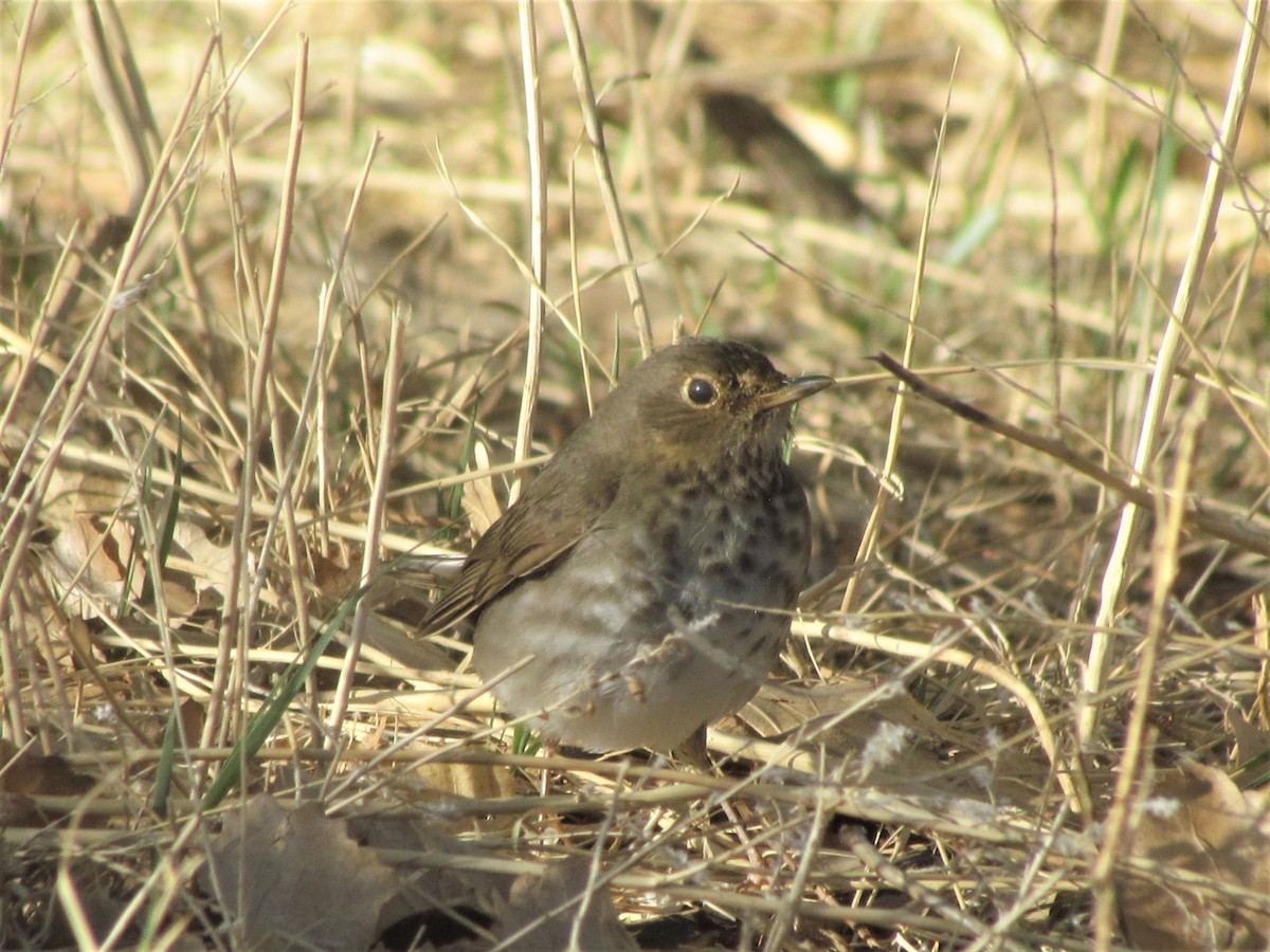Swainson's Thrush - ML446839931