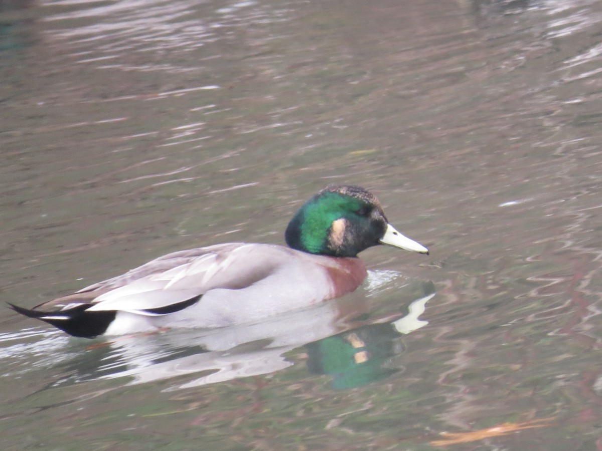Hybride Canard d'Amérique x C. colvert - ML446840401