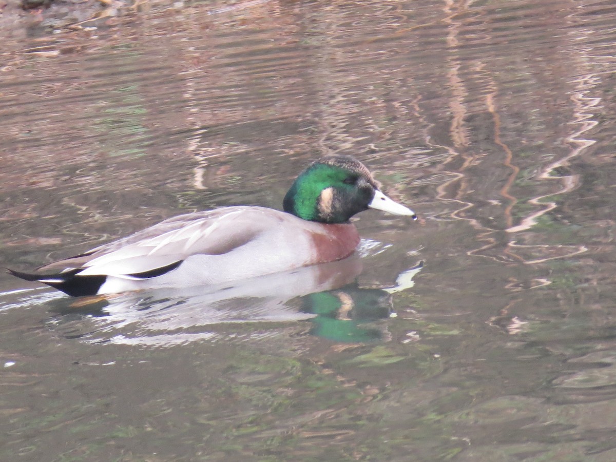 Hybride Canard d'Amérique x C. colvert - ML446840581