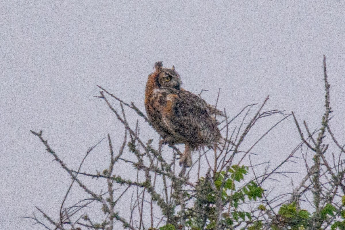 Great Horned Owl - Tanya Smythe